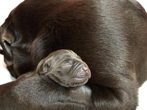 Bella with her beautiful pup 1 day old