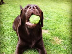 Happiness is .. a ball