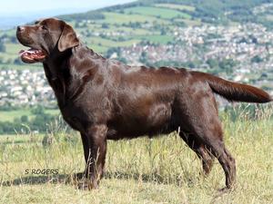 Sire Meadowleigh Brown Sugar 'Wes'