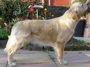 Haydengold Amazing Grace (AI) (Imp AUS)