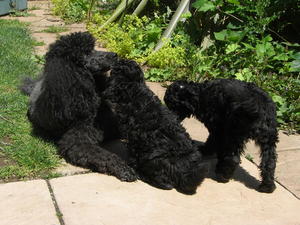 Previous litter