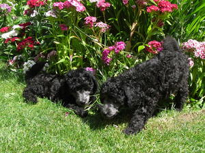 Previous Litter