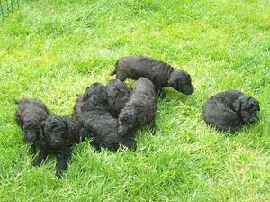 Bibi's first litter at 4 weeks or so