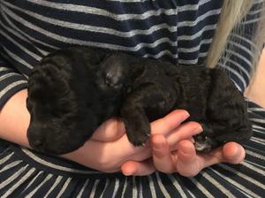 Puppy at 10 days old