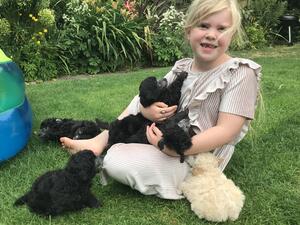 Five week old puppies playing