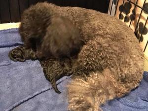 Saffie with her newborn puppies