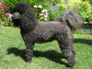 Bibi, 2 1/2 years