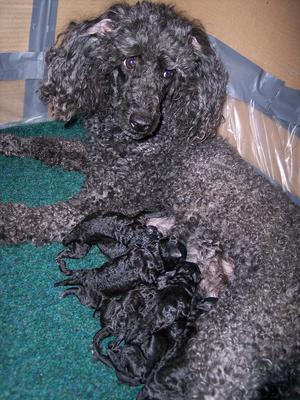 Previous Litter