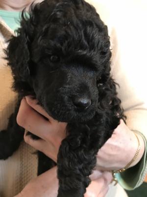 Puppy
