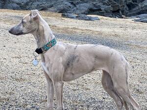 19 weeks old. Beach camouflage pup