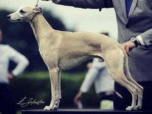 Sire Roman - Veredon Another Valente