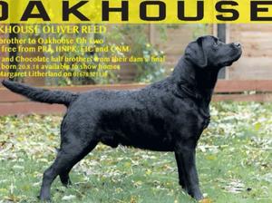 SIRE - OAKHOUSE OLIVER REED