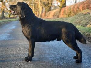 Dutch - Sire