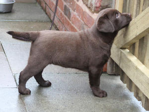 Meg at 8 weeks