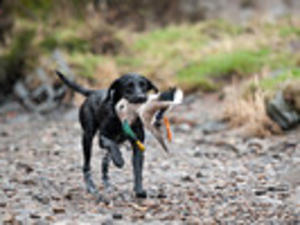 Bamba's daughter Bizzy retrieves at 1yr 6 months