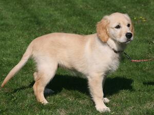 Female pup from 3rd litter 12 weeks old