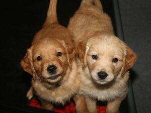 Pups from Paddington's 2nd litter