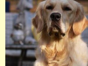 Duke ..dad .handsome chap