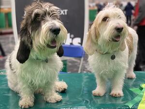Happy Hounds
