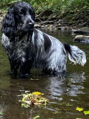Sweet Spaniel