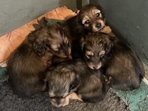Miniature Long Haired Dachshund Pups