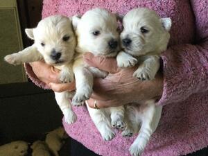 Gracie's girl pups
