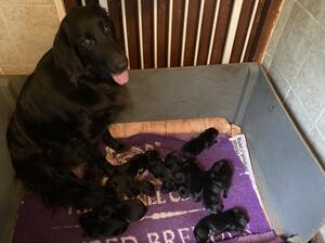Walnutfarm Topaz with pups