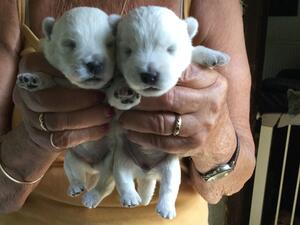 2 girl pups