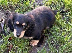 Amber's pup