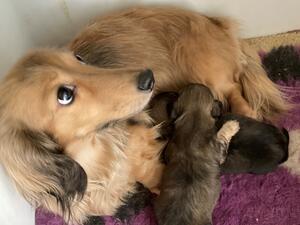 Faith with pups