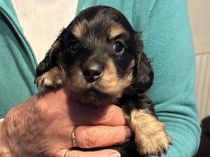 Amber’s pup