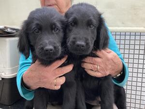 Flat Coated Retriever
