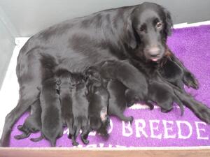 Walnutfarm Topaz with pups