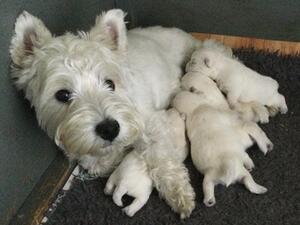 Polly with pups