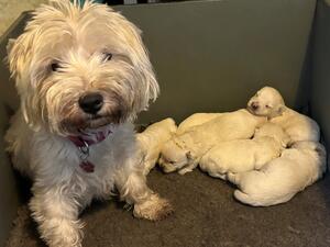 Gracie with pups
