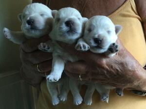 3 boy pups