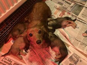 Amber with pups