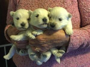 Gracie's boy pups