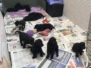 Flat Coated Retriever pups