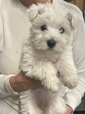 Dottie's girl pup