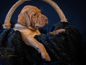 Hazel pup 5 wks from previous litter