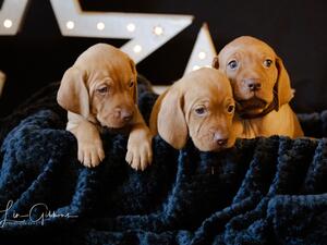 Hazels boys from previous litter