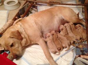 Custard and her 7 girls