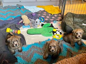 Puppy Playtime