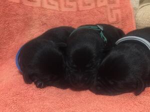 Pups
