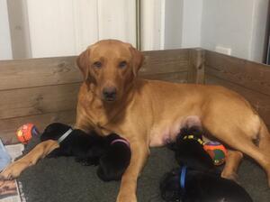 Mother & pups