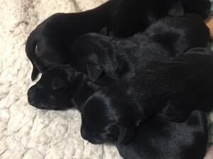 Pups
