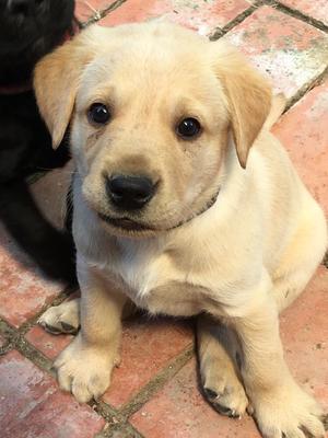 Just this boy left to find a super home