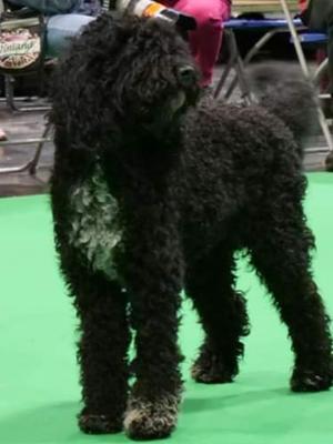 Pickle Crufts 2020