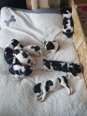 The litter